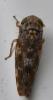 Allygus mixtus